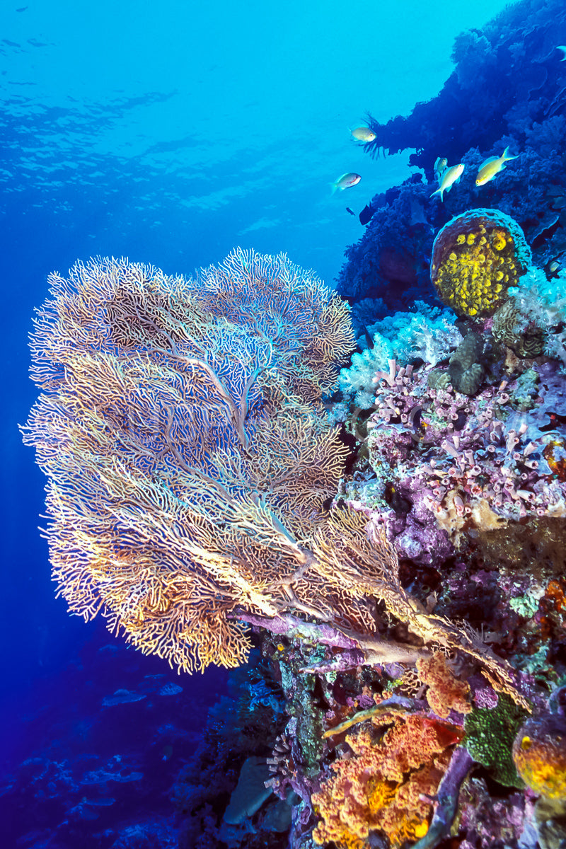 Photo de grand corail mou sur un récif