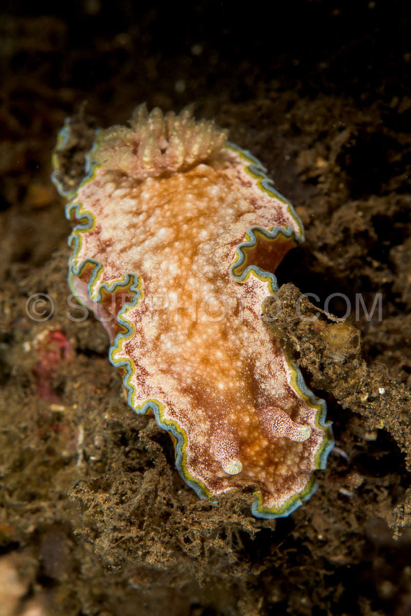 doris sea slug nudibranch