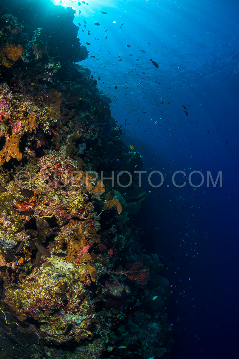 reef with soft and hard coral under the sun