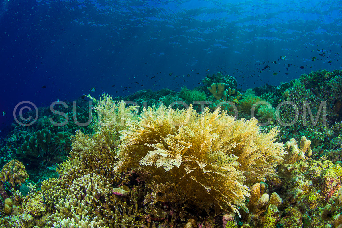 Photo de récif avec coraux mous et durs sous le soleil