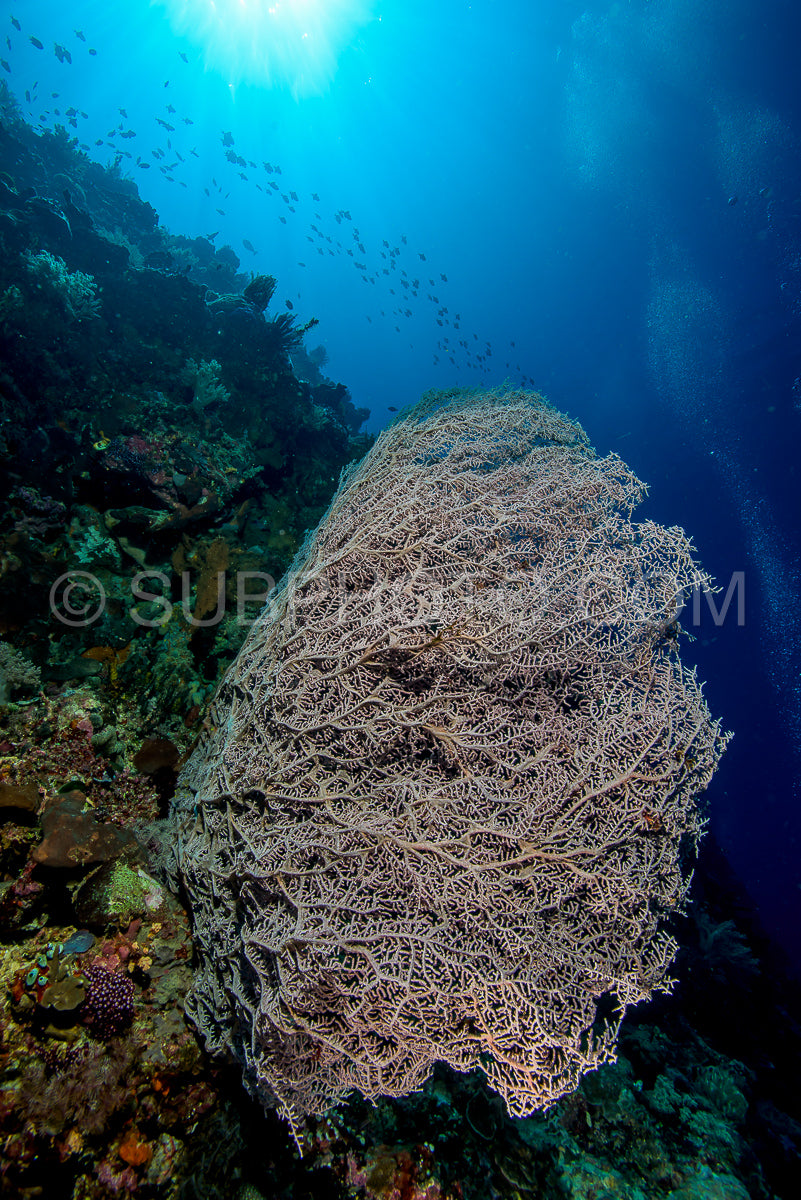 reef with soft and hard coral under the sun