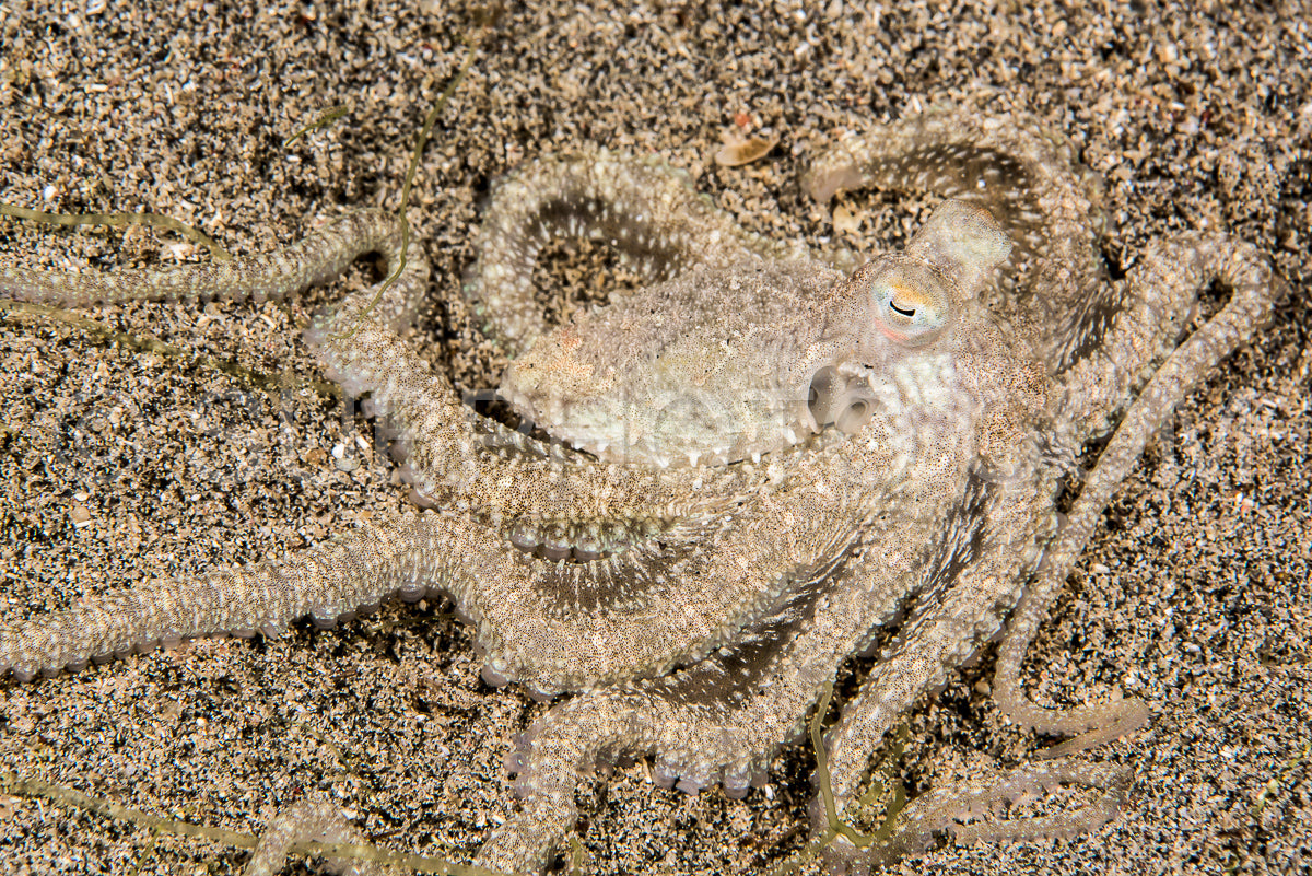 Photo de pieuvre blanche sur le sable