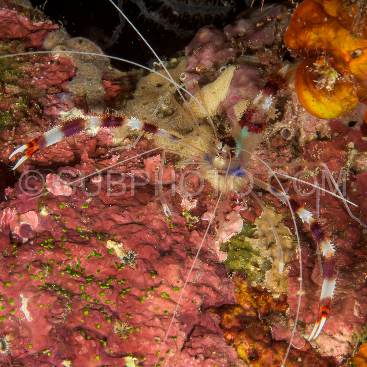 boxer banded coral shrimp