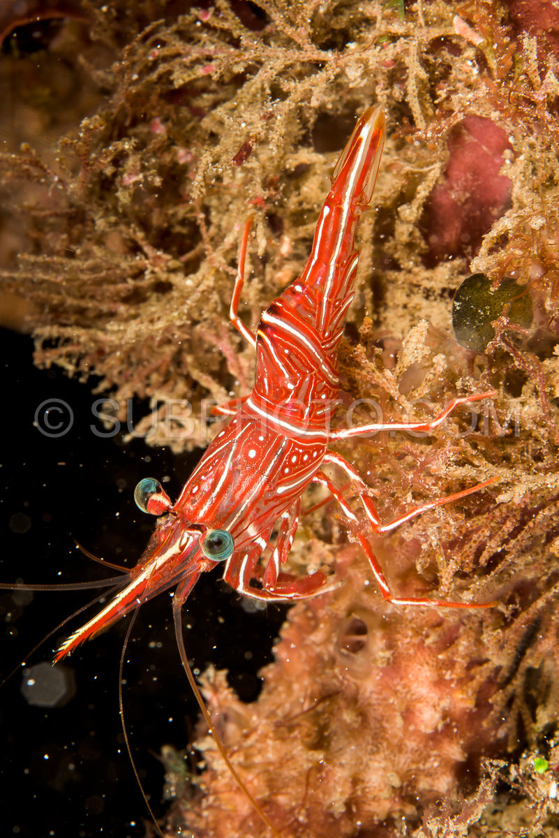 Photo de crevettes rouges dansantes