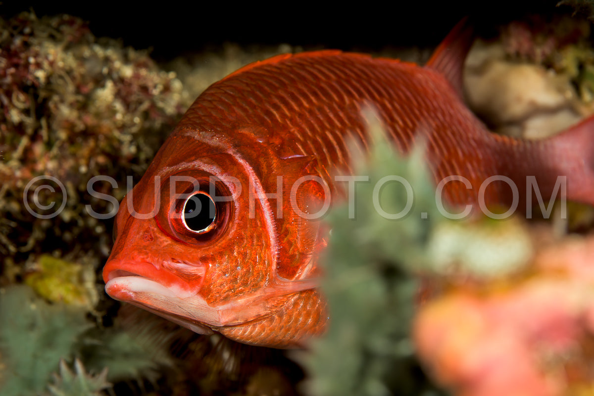 dwarf squirrelfish fish