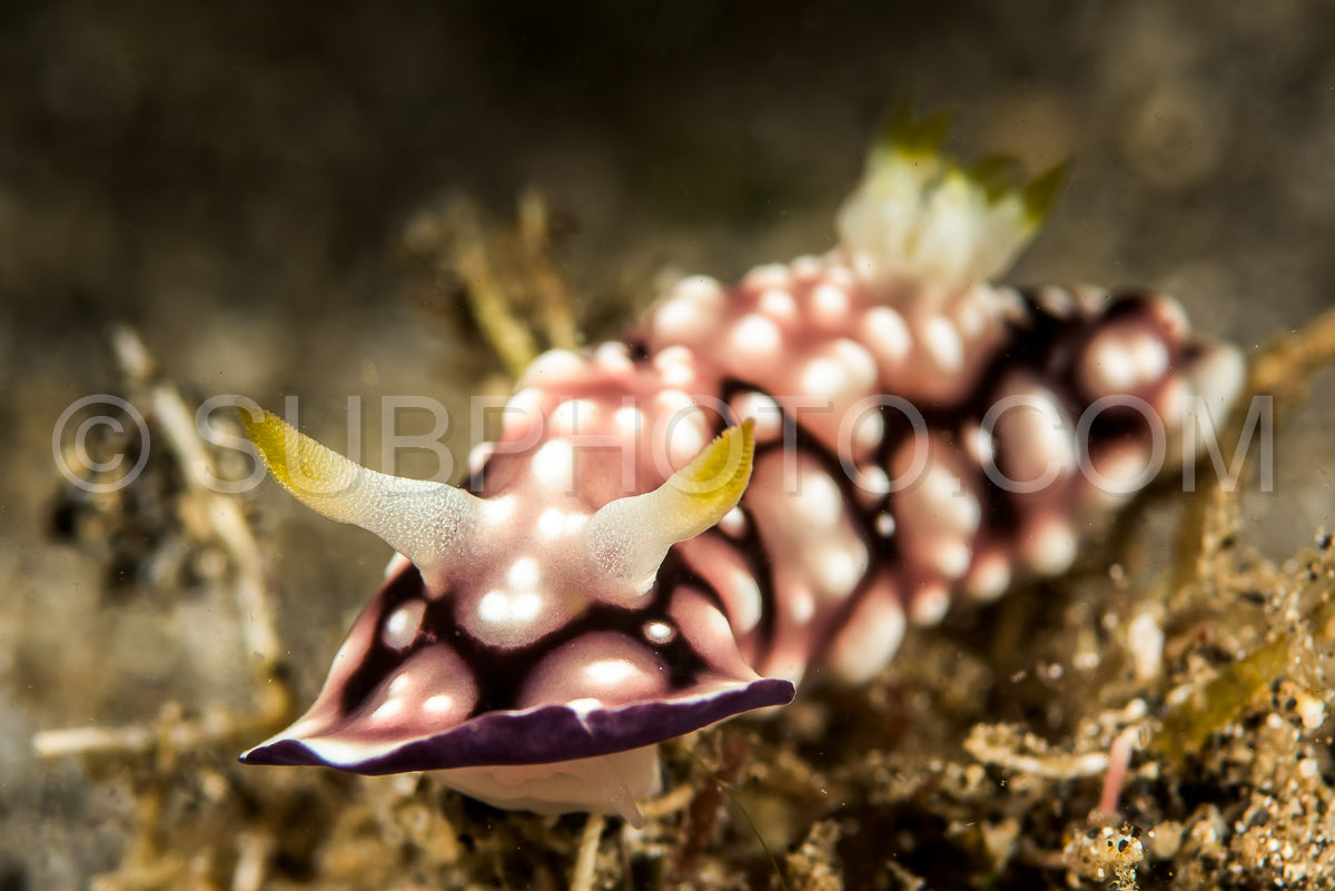 Photo de doris nudibranche limace de mer