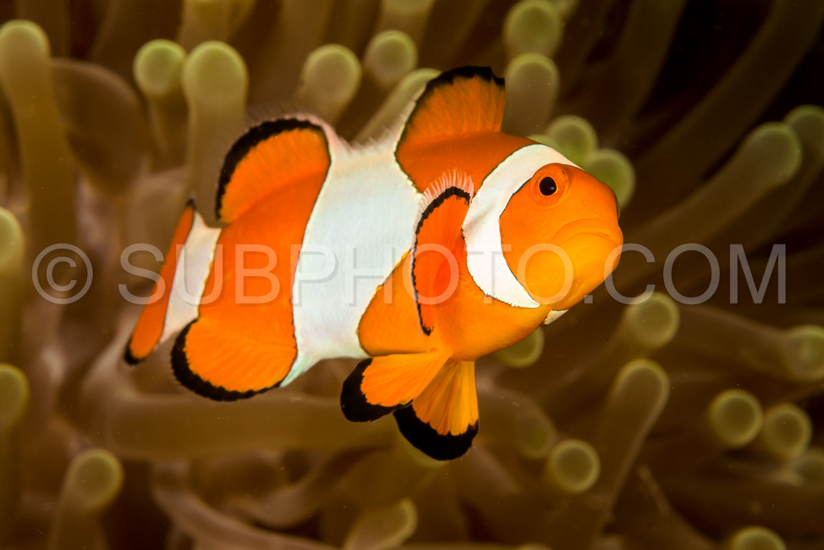 false clown anemonefish fish