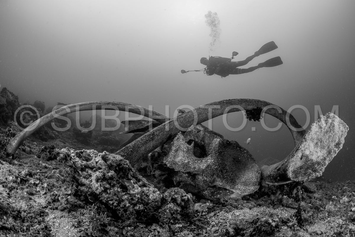 Scuba diver over the bones of a sperm whale in Indonesia in shallow depth in black and white