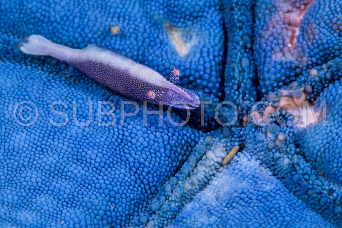 Photo de crevette étoile de mer bleue
