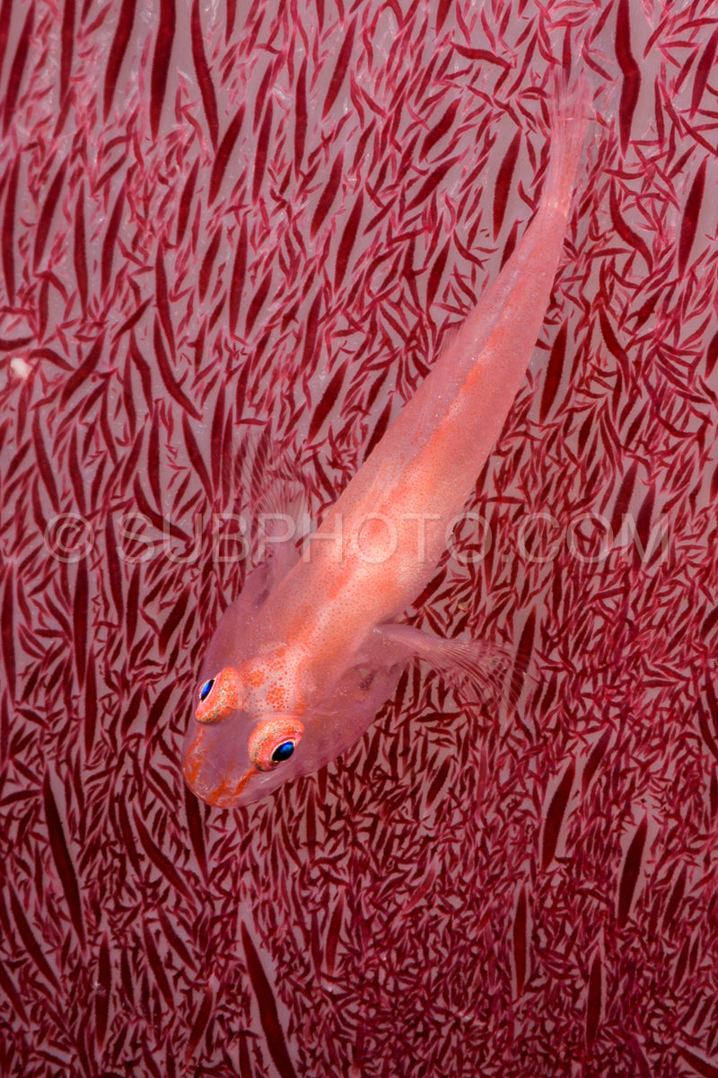 soft coral ghostgoby fish