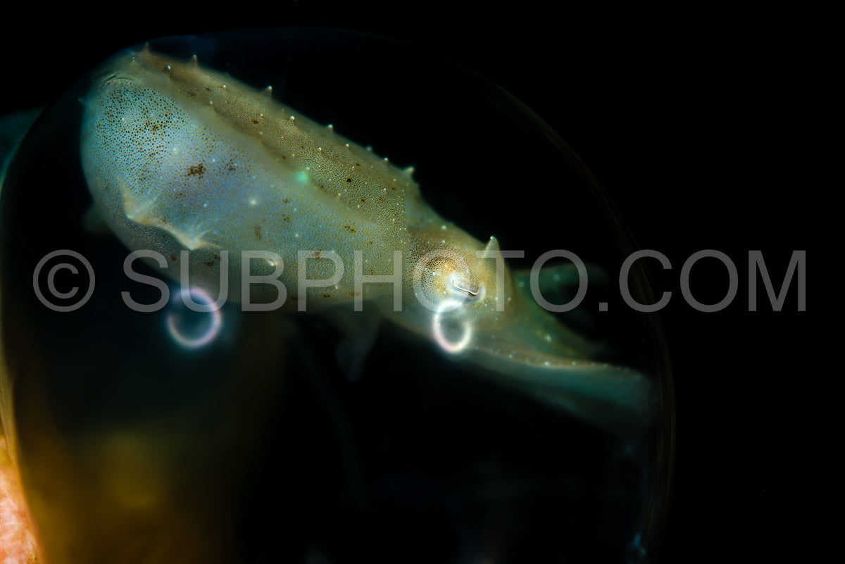 unborn broadclub cuttlefish in its translucent egg