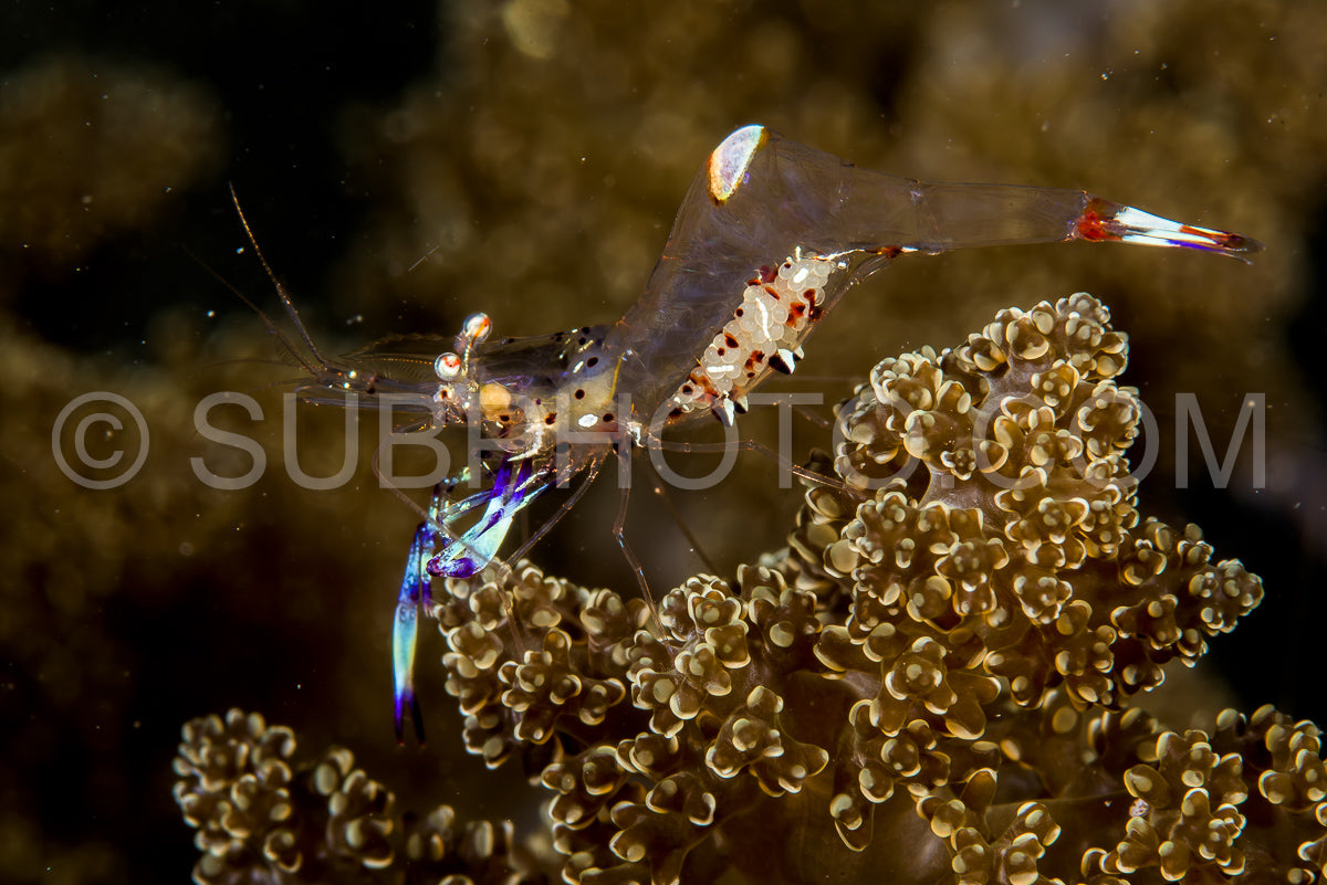 holthuis anemone shrimp