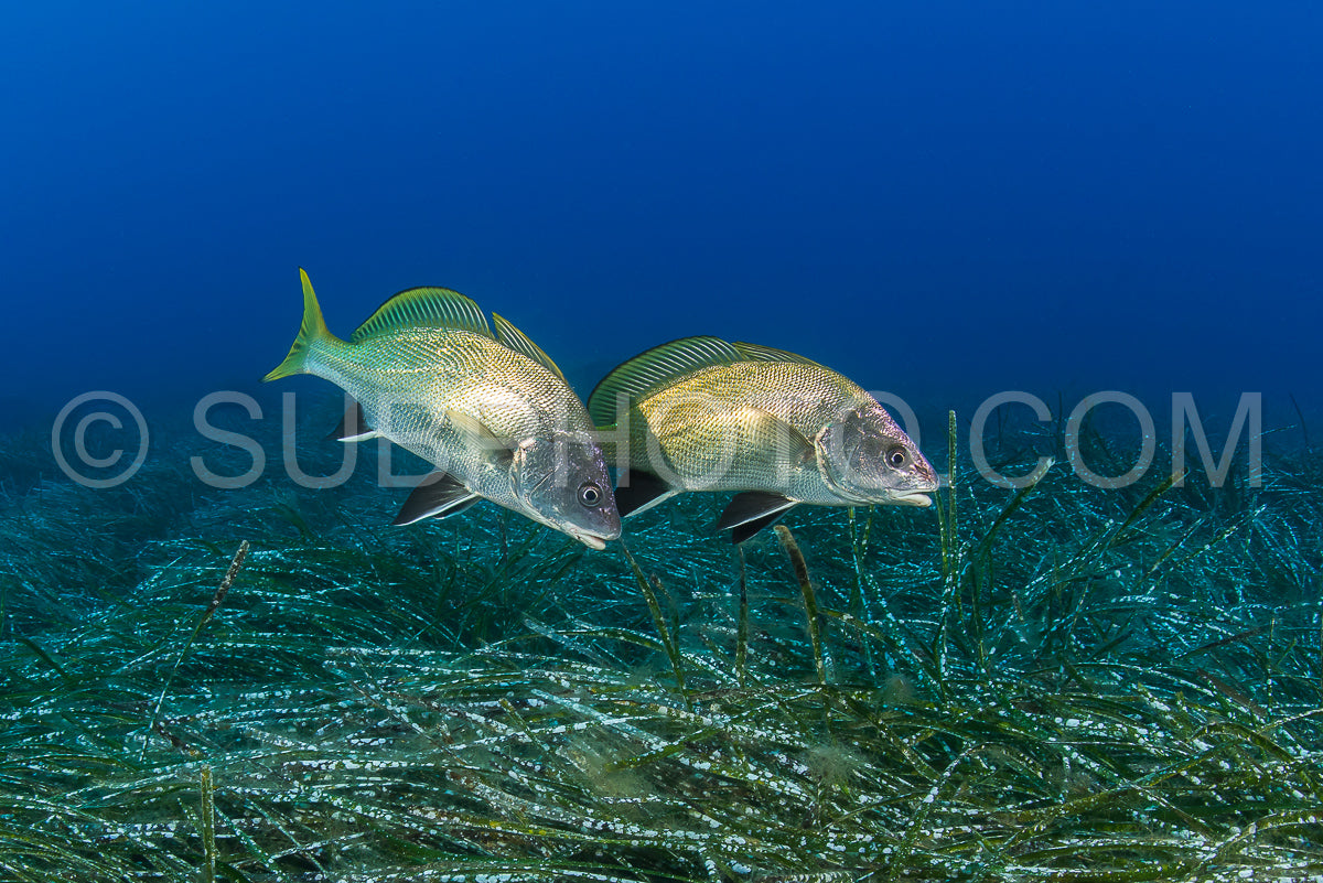 Photo de deux poissons corbs foncés sur un champ d'algues marines