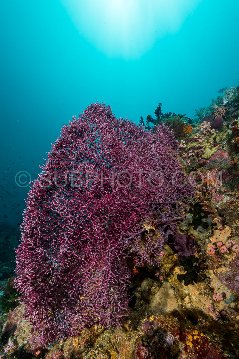 Photo de corail mou sur un récif tropical