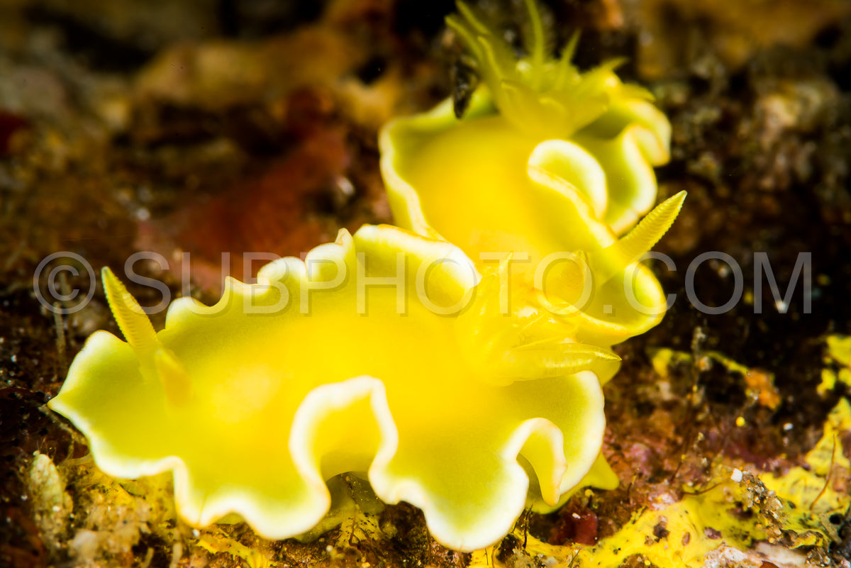 Photo de couple de nudibranches diversidoris crocea rudman