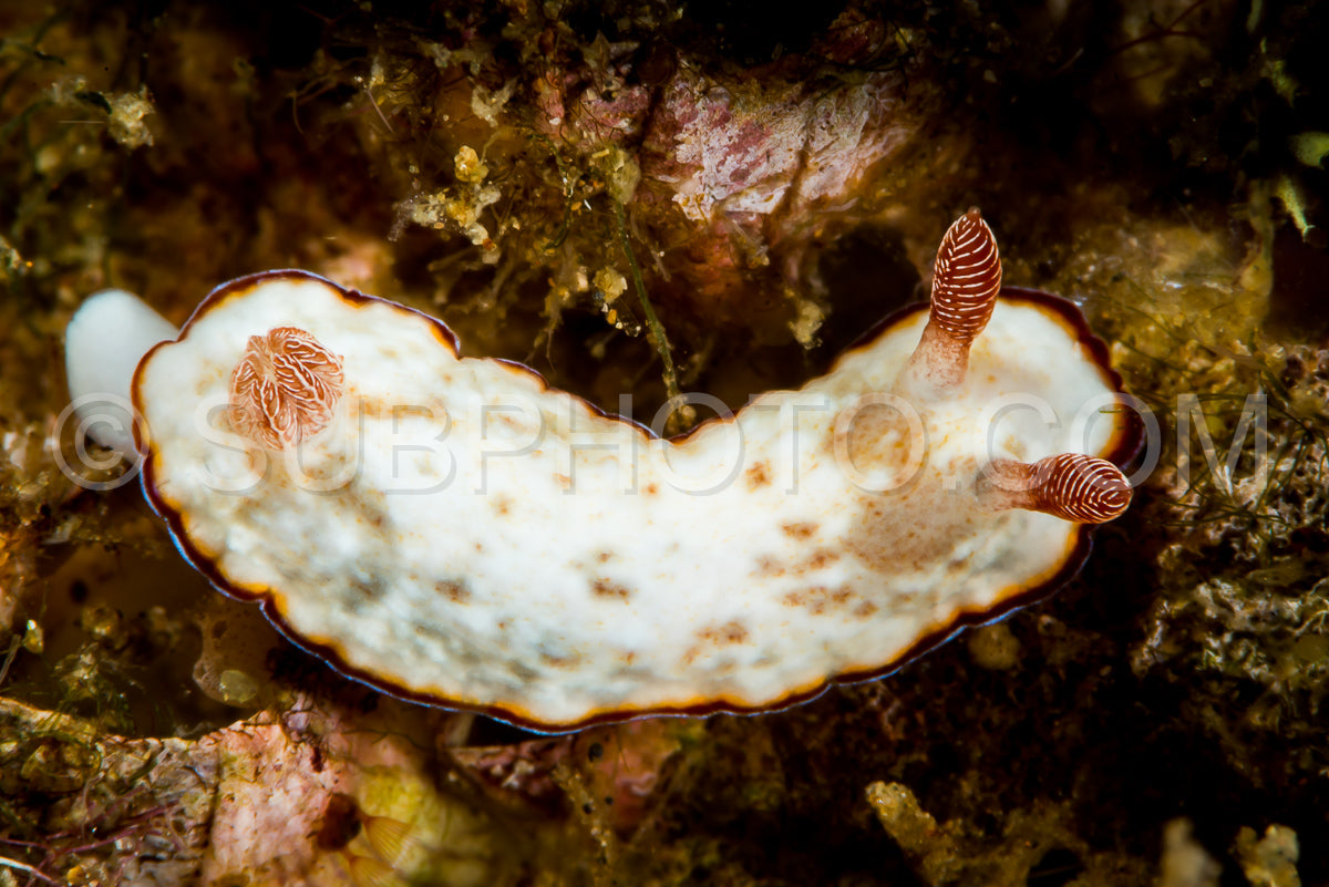 Photo de nudibranche nouméa sous-terminé