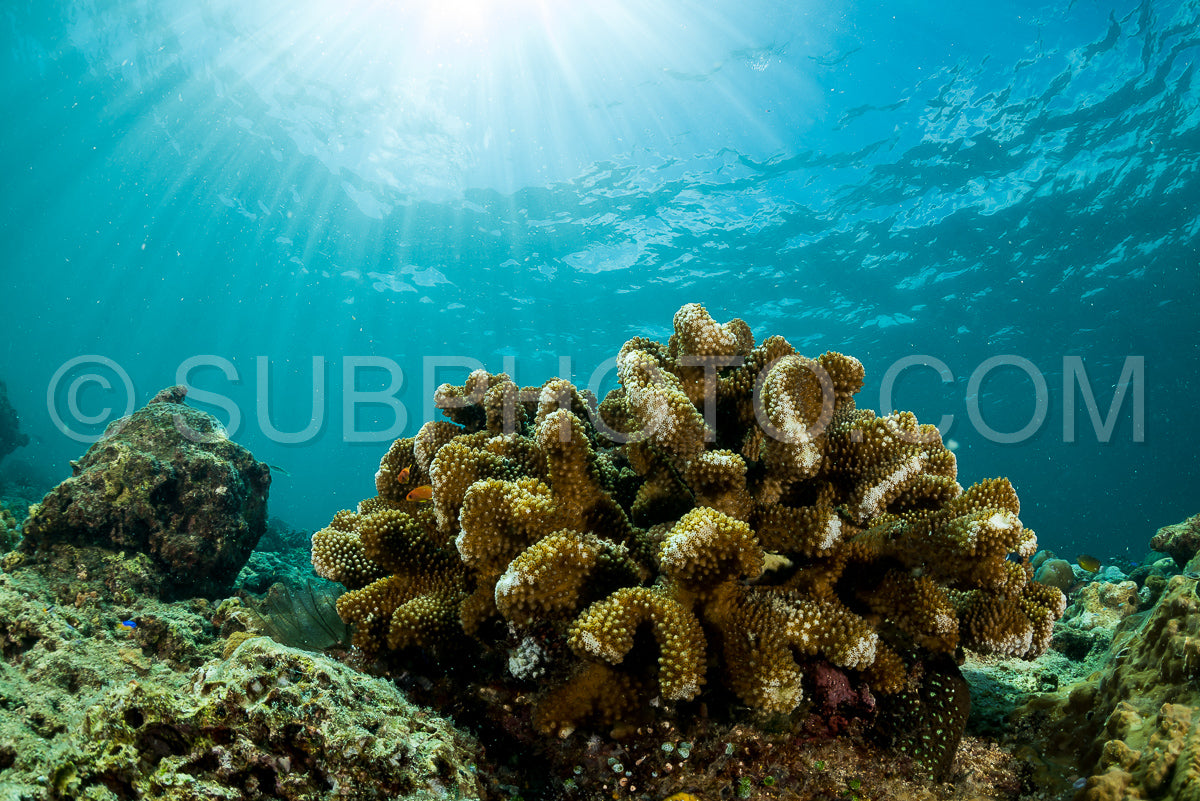 Photo de éventail de mer sur la pente d'un récif corallien avec un plongeur en profondeur