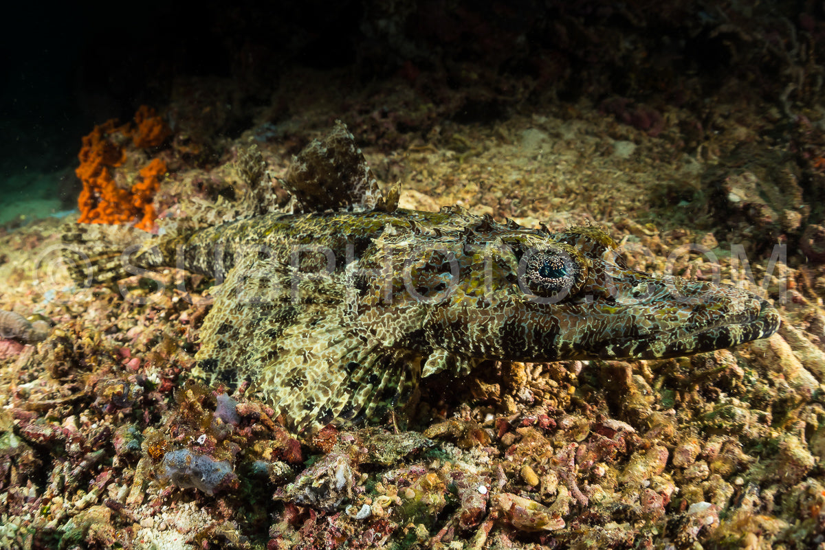 Photo de poisson crocodile à tête plate et aux yeux frangés
