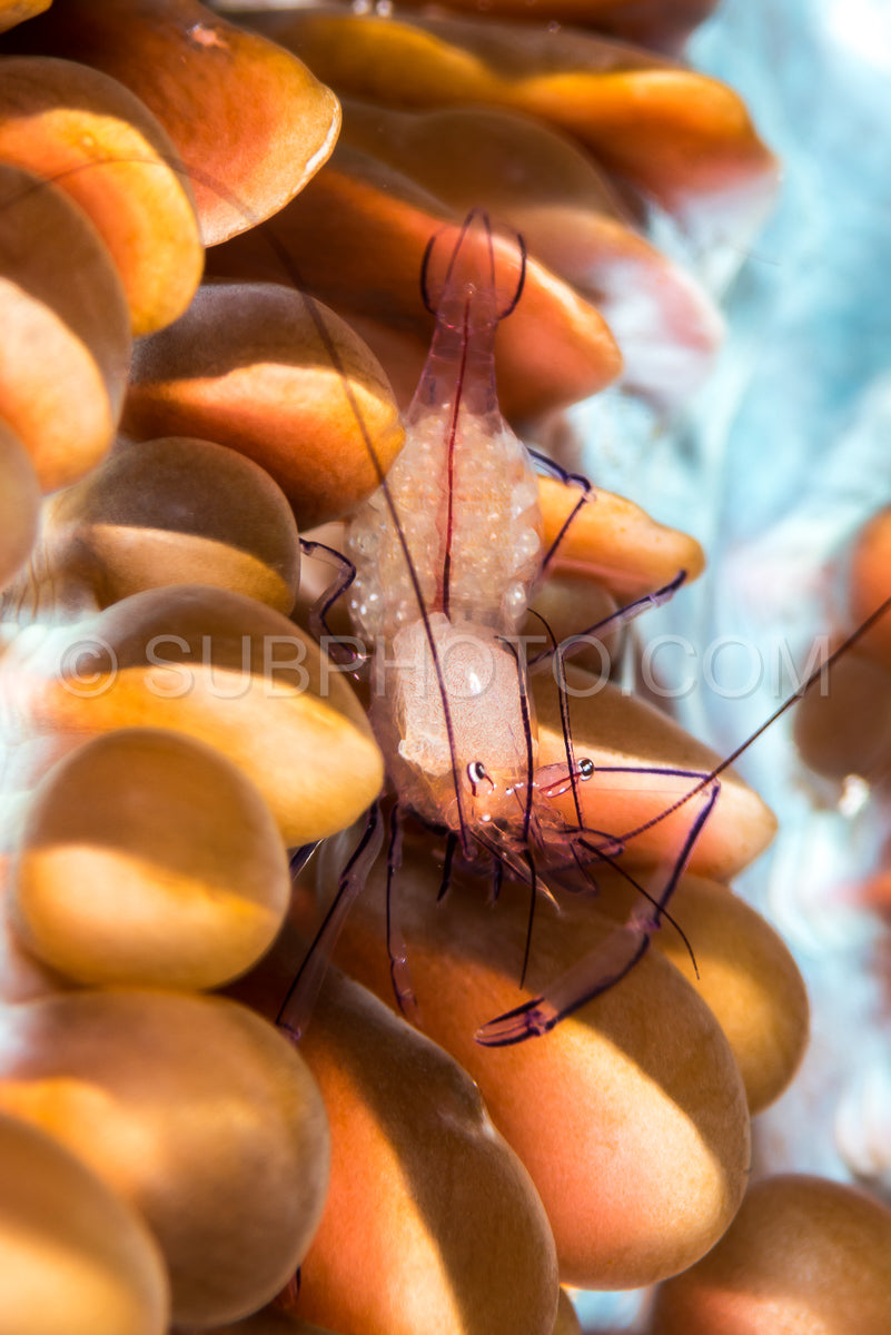 Photo de crevette corail à bulles