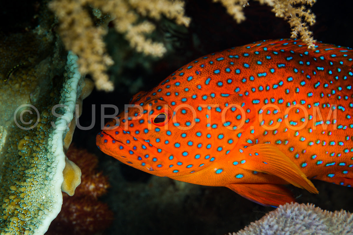 Photo de mérou corallien sur un récif corallien