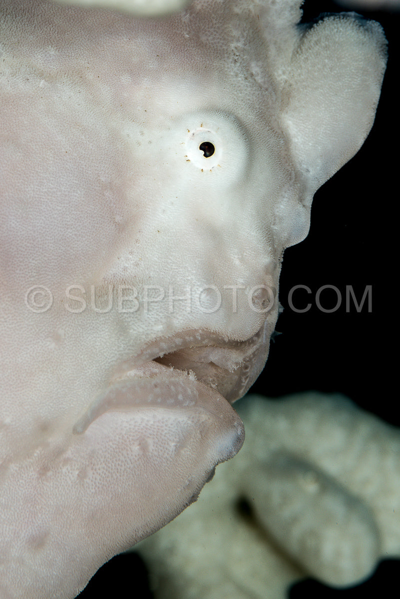Photo de tête de grenouille blanche géante gros plan