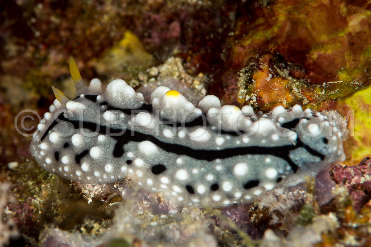 Photo de phyllidiiae rafinesque nudibranche limace de mer