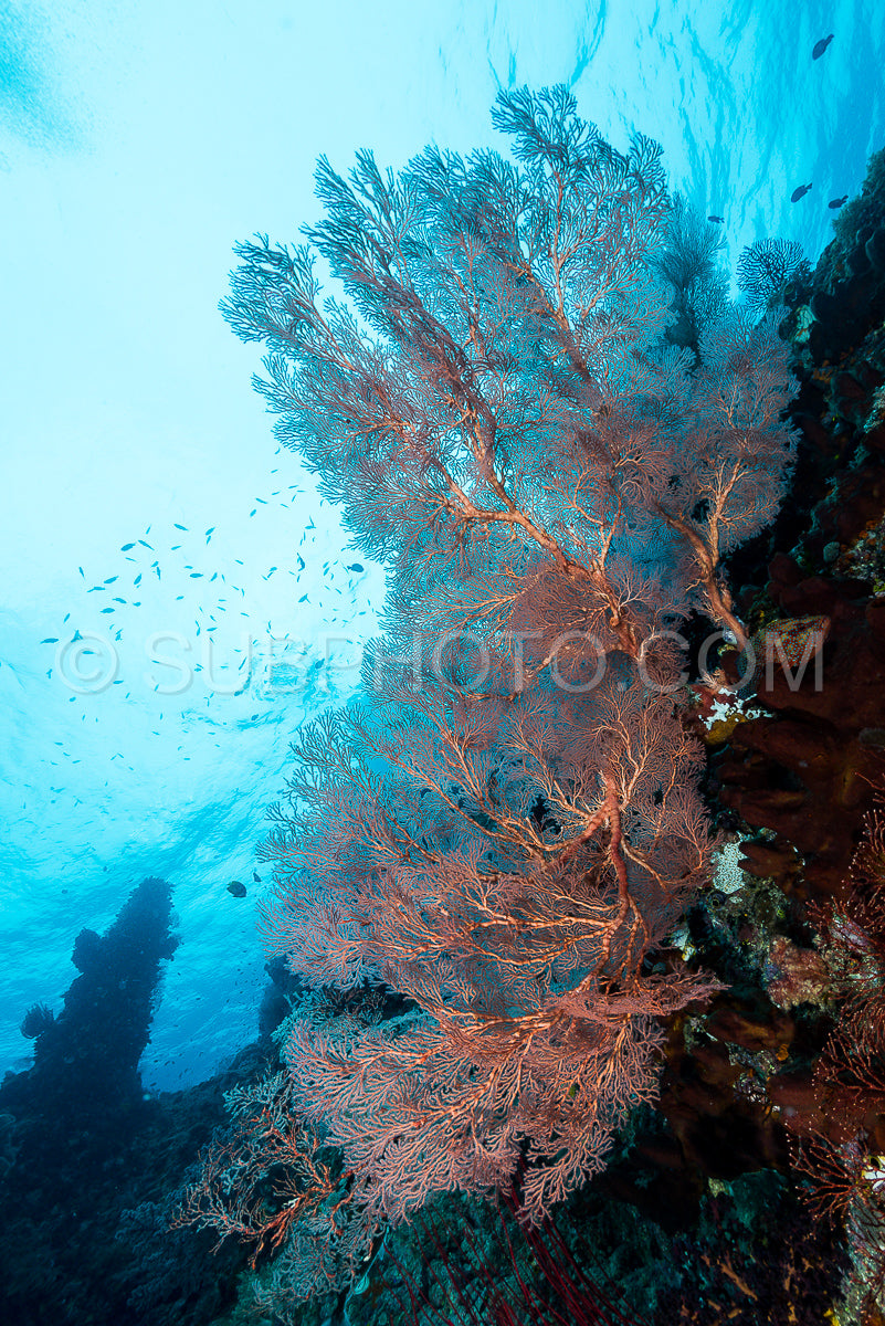 Photo de éventail de mer ou gorgone sur la pente d'un récif corallien avec une surface d'eau visible et des poissons