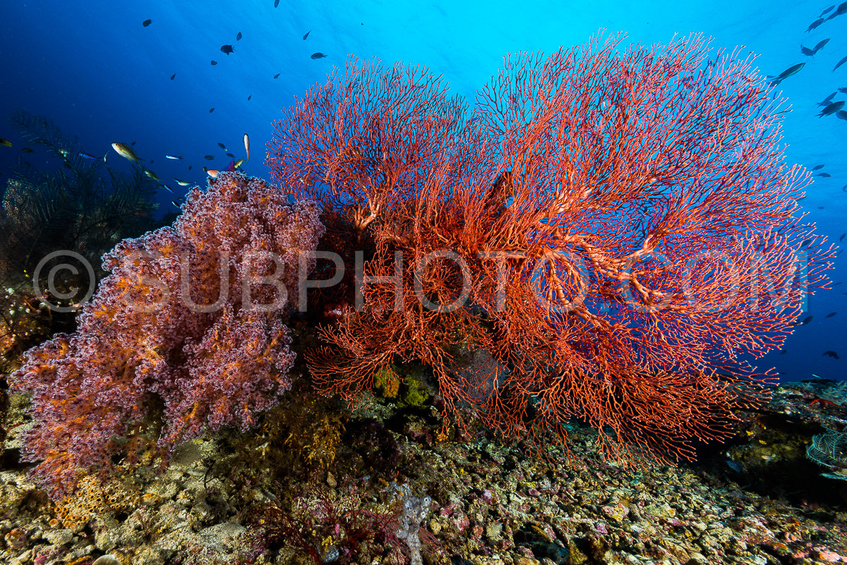 Photo de éventail de mer ou gorgone sur la pente d'un récif corallien avec surface de l'eau visible et poissons et femme plongeuse