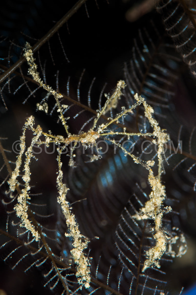 Photo de crabe décorateur indéterminé dans un éventail de mer