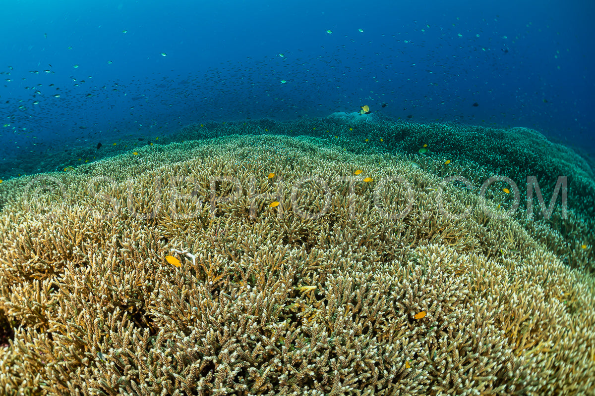 Photo de immense champ de corail staghorn