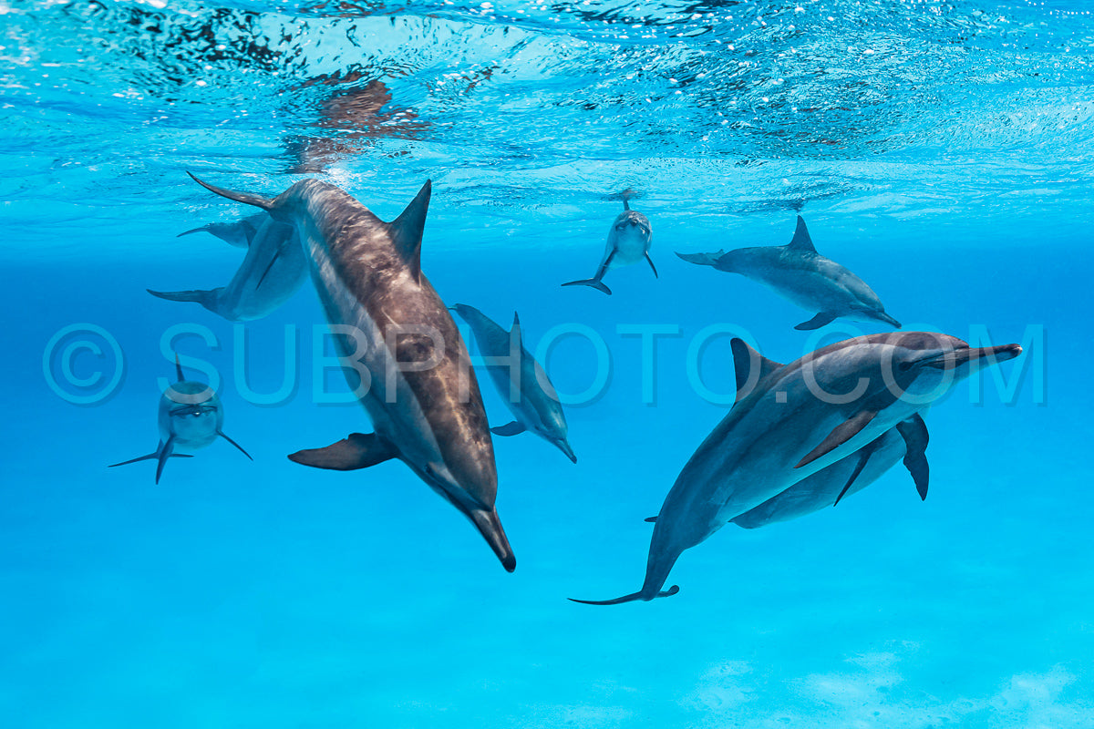 Photo de Groupe de dauphins à long bec (Stenella longirorstris) nageant sur le sable dans le récif de Sataya - Égypte - mer Rouge