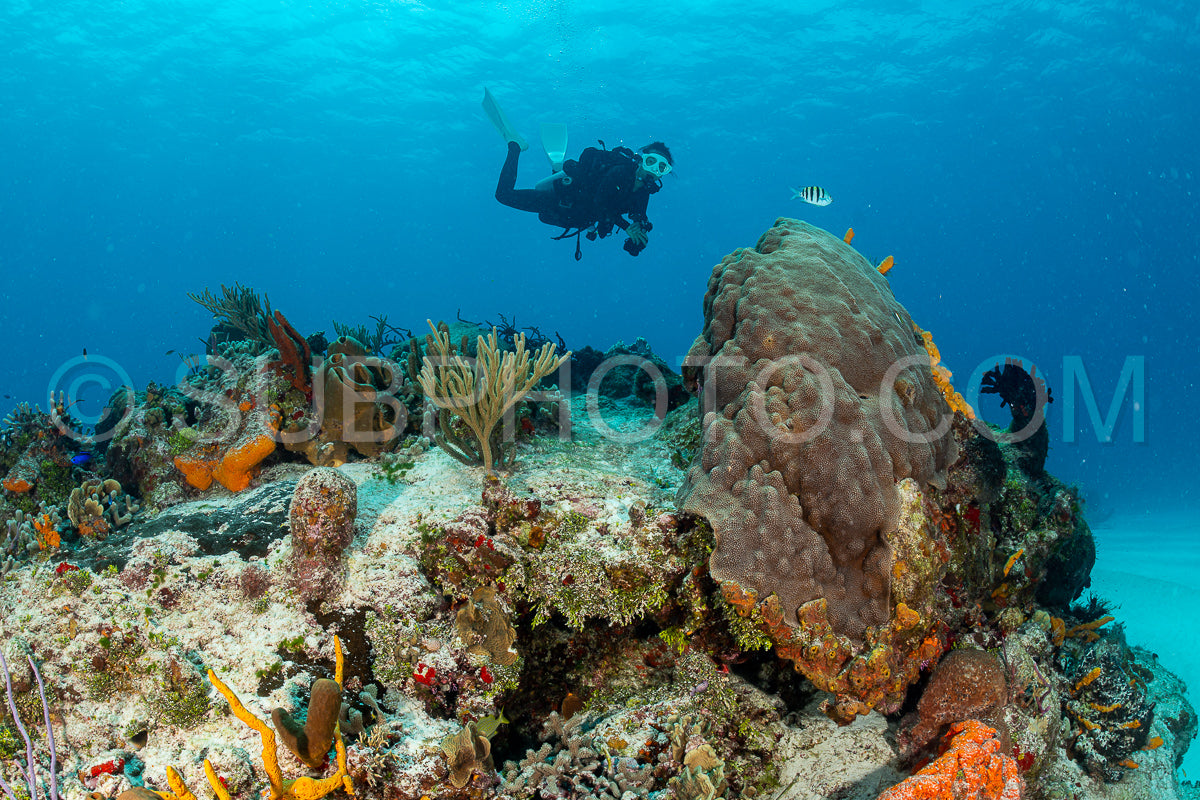 Photo de Femme faisant de la plongée sous-marine sur le récif corallien de Cozumel au Mexique