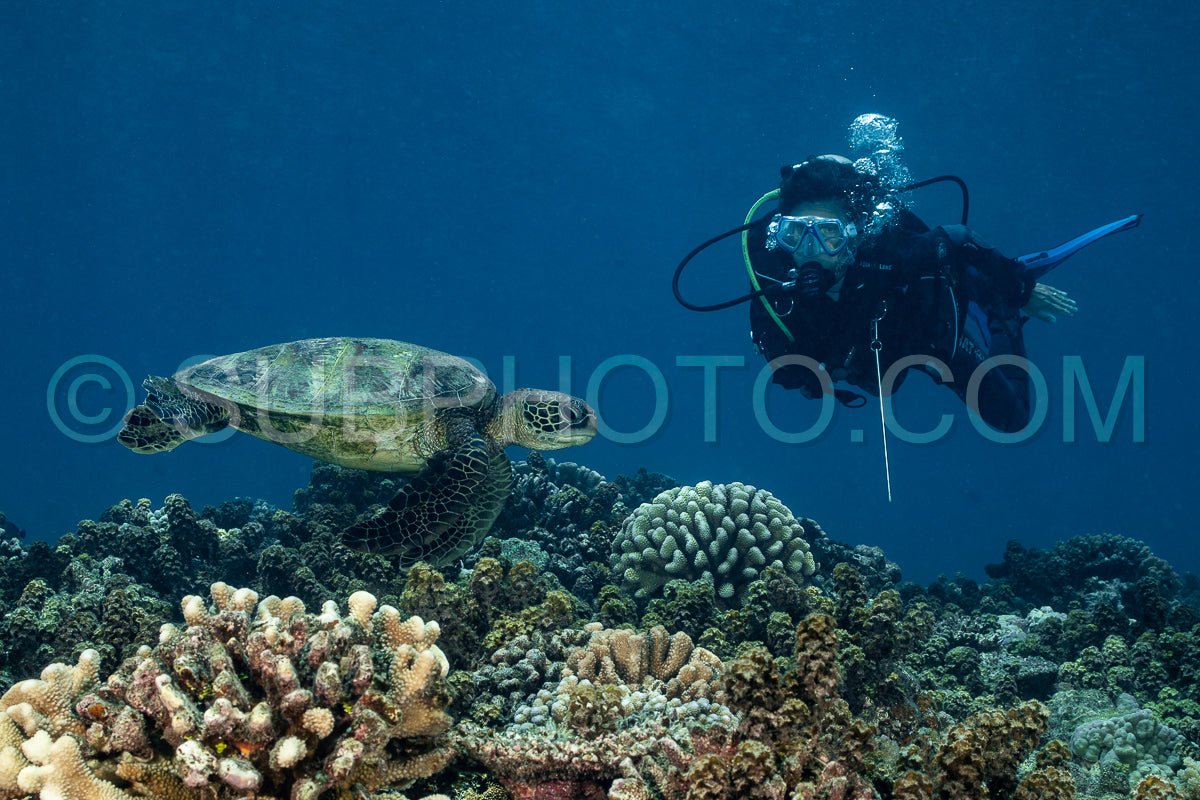Photo de femme admirant une tortue imbriquée sur un récif corallien polynésien