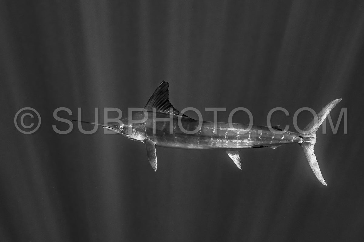 Photo de Marlins chassant les sardines ou les makaires à Baja California Sur