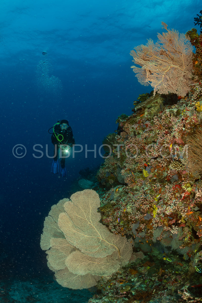Photo de femme plongeuse visitant un récif corallien avec gorgone ou éventail de mer
