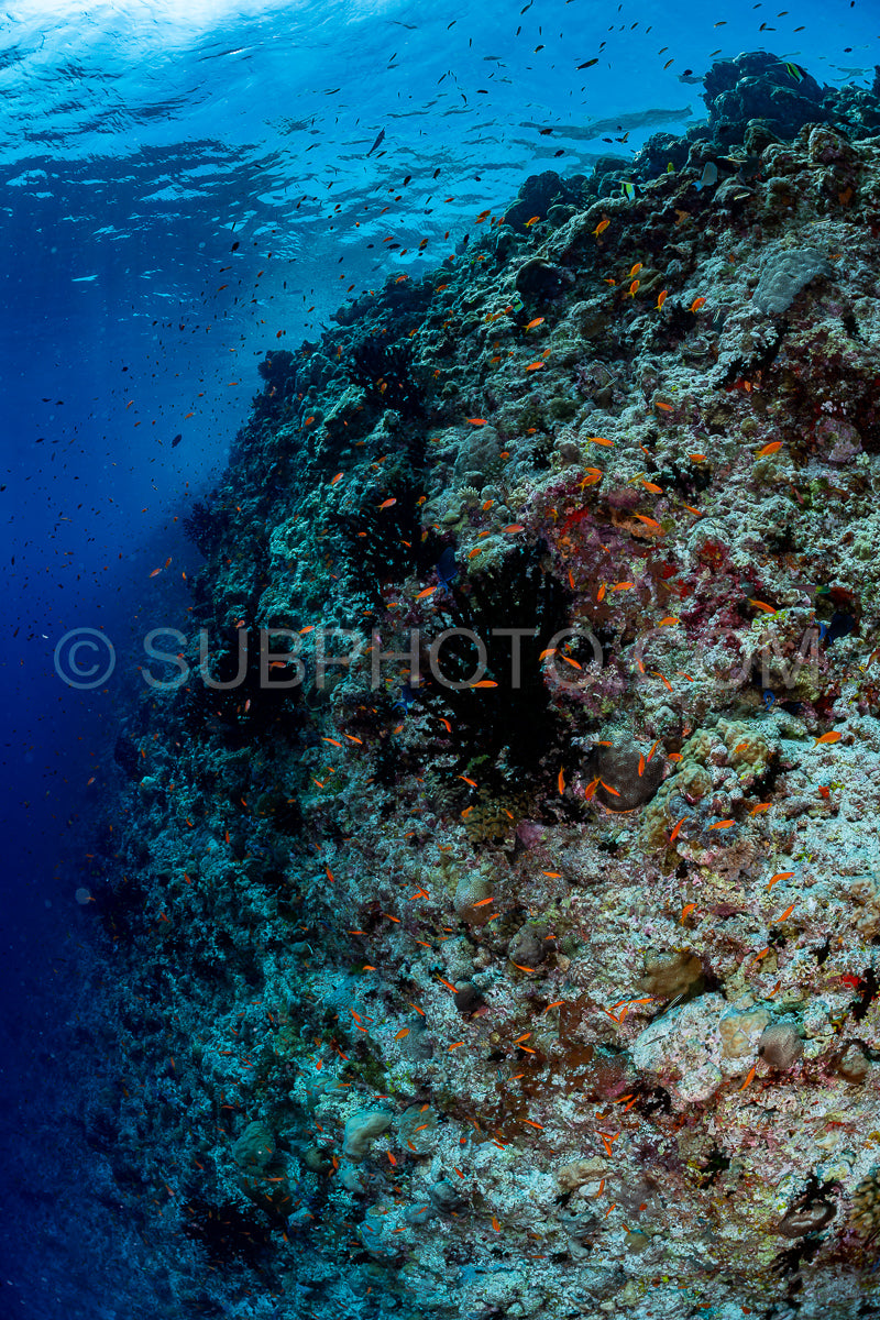 Photo de Récif corallien aux Maldives