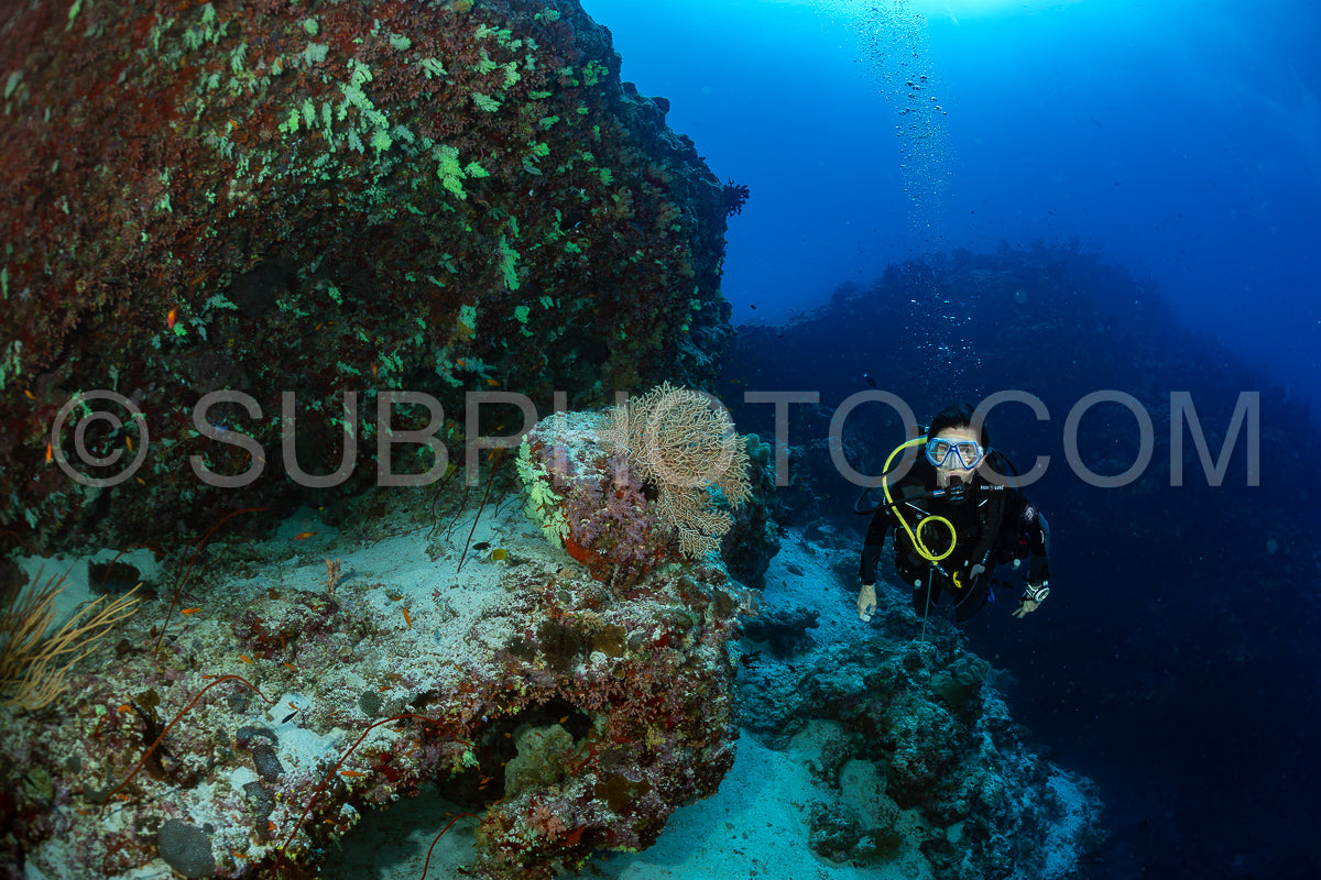 Photo de femme plongeuse visitant un récif corallien avec du corail mou jaune