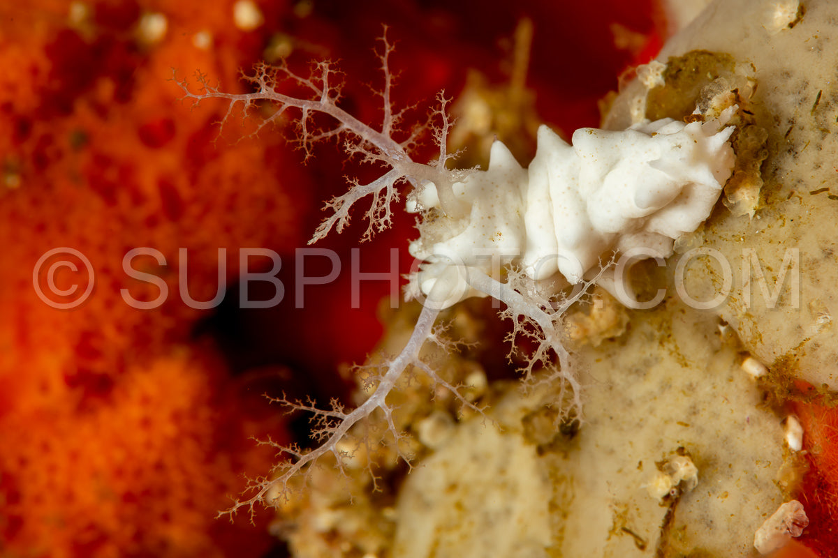Photo de concombre de mer souscrit