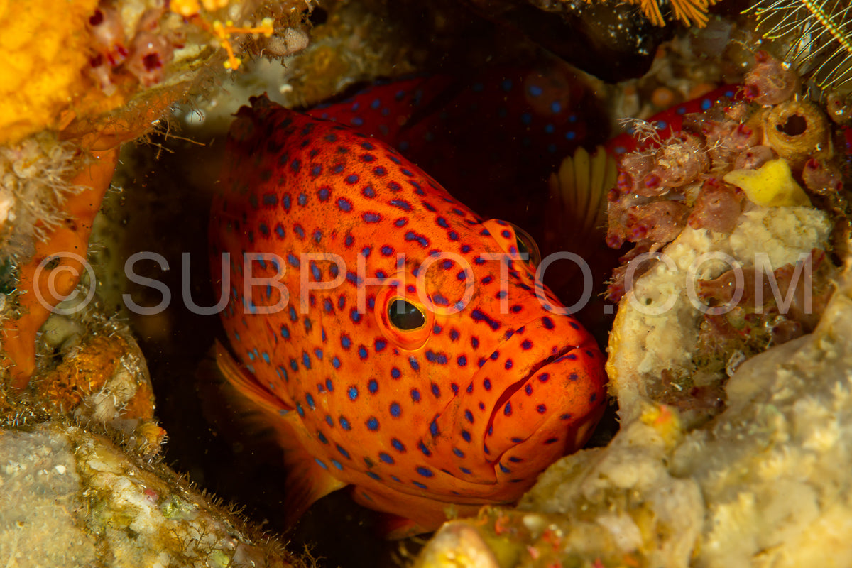 Photo de mérou corallien