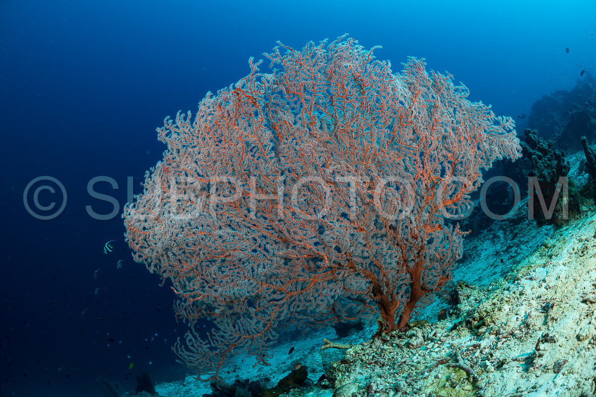 Photo de récif de coraux mous et durs avec un banc de poissons colorés