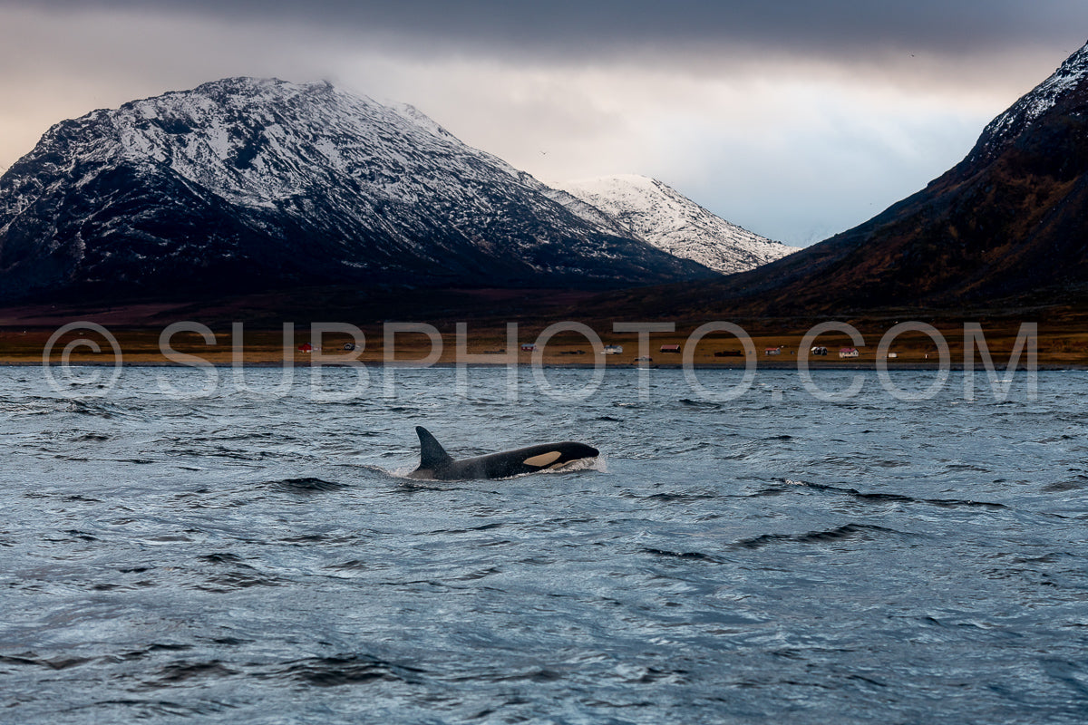 Photo de orques ou épaulards dans le fjord de Kvaenangen en Norvège chassant des harengs